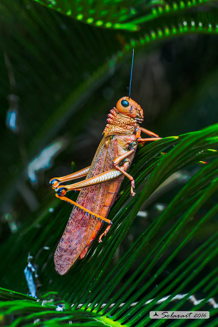 Tropidacris cristata dux :  Common Giant grasshopper 
