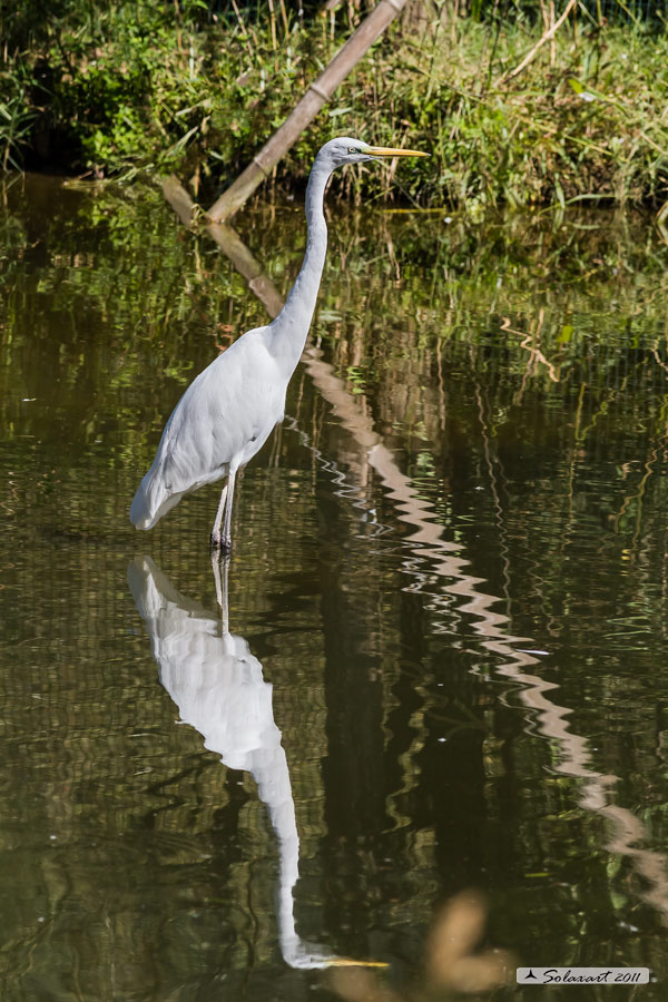 Airone bianco maggiore (Casmerodius albus)