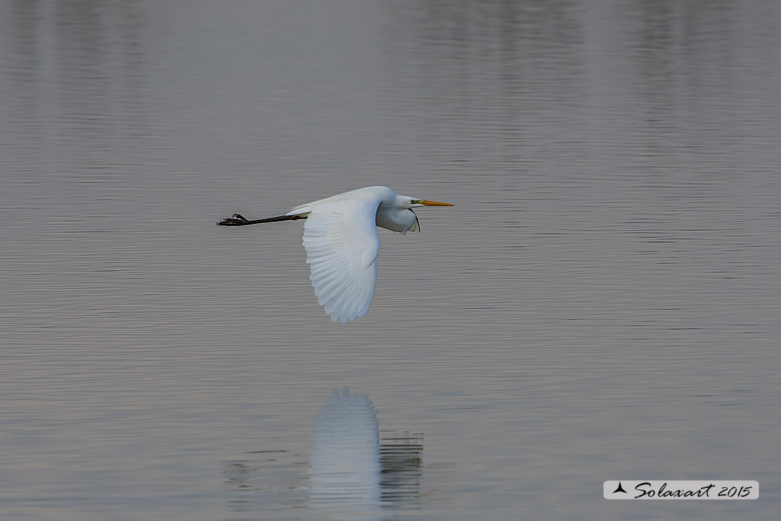 Ardea alba : Airone bianco maggiore; Great Egret