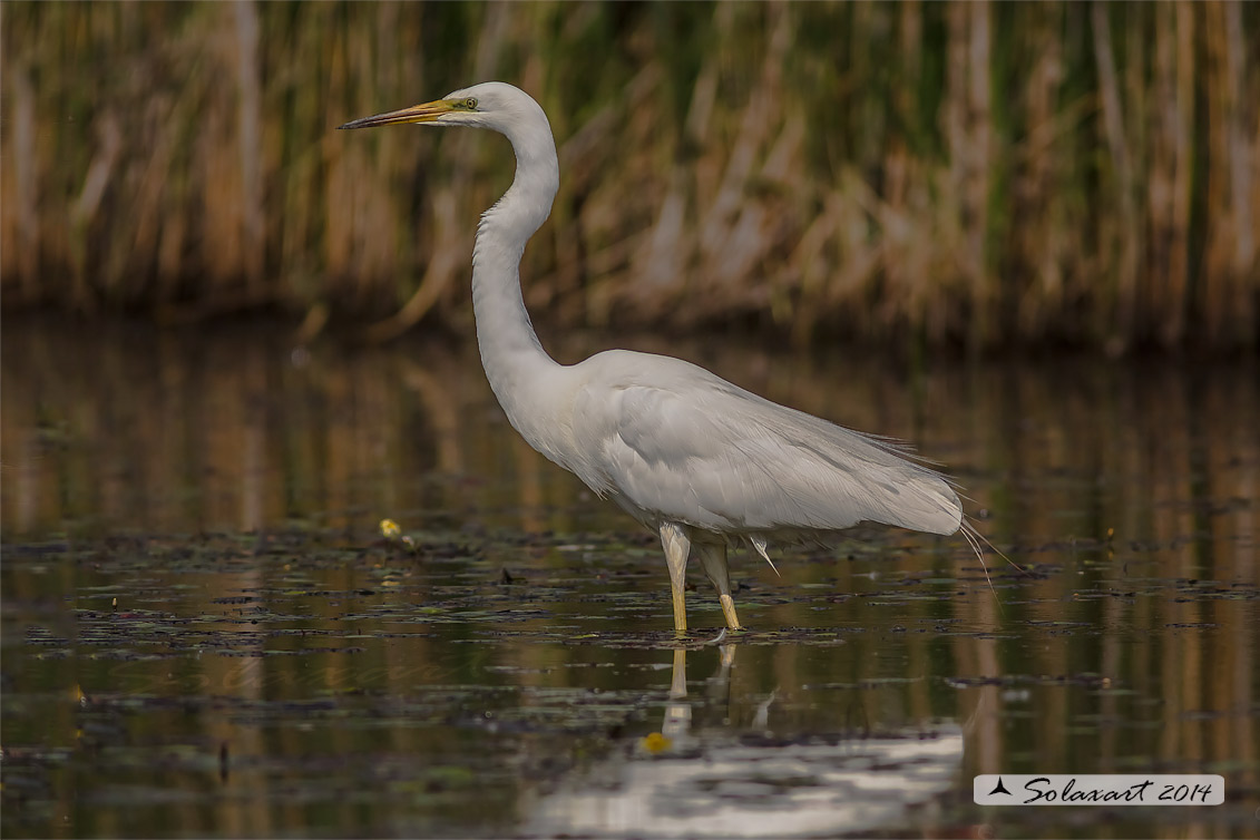 Ardea alba : Airone bianco maggiore; Great Egret