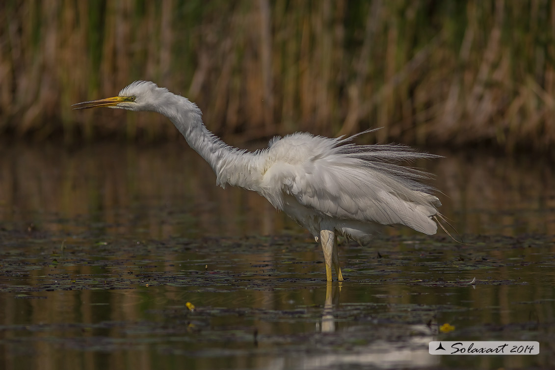 Ardea alba : Airone bianco maggiore; Great Egret