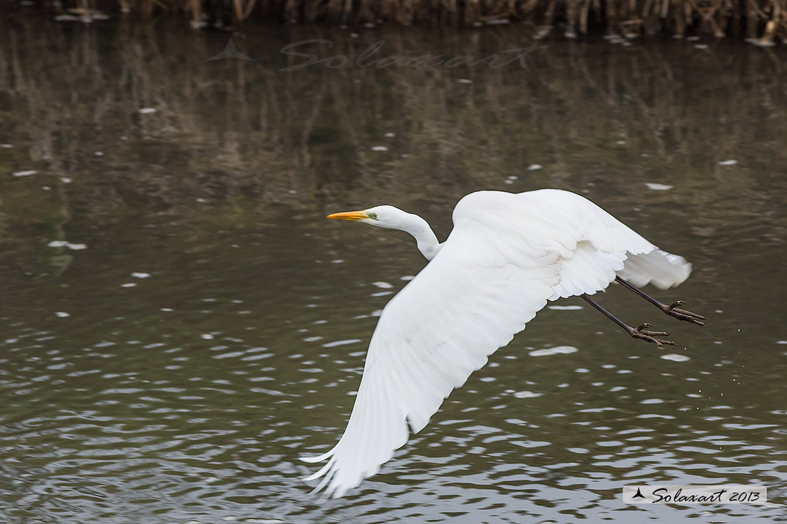 Ardea alba : Airone bianco maggiore; Great Egret