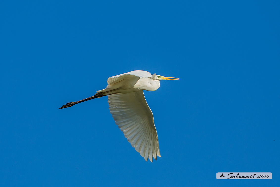 Ardea alba : Airone bianco maggiore; Great Egret