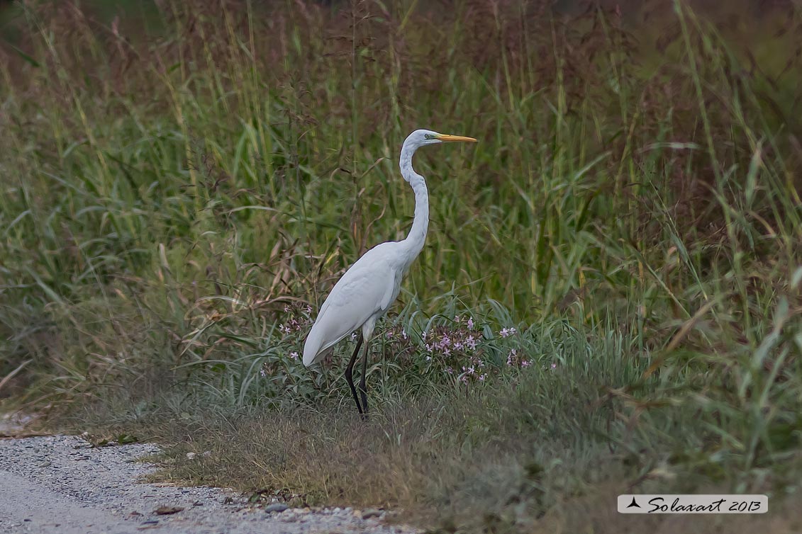 Ardea alba : Airone bianco maggiore; Great Egret