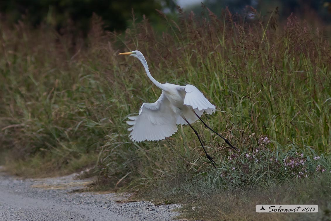 Ardea alba : Airone bianco maggiore; Great Egret