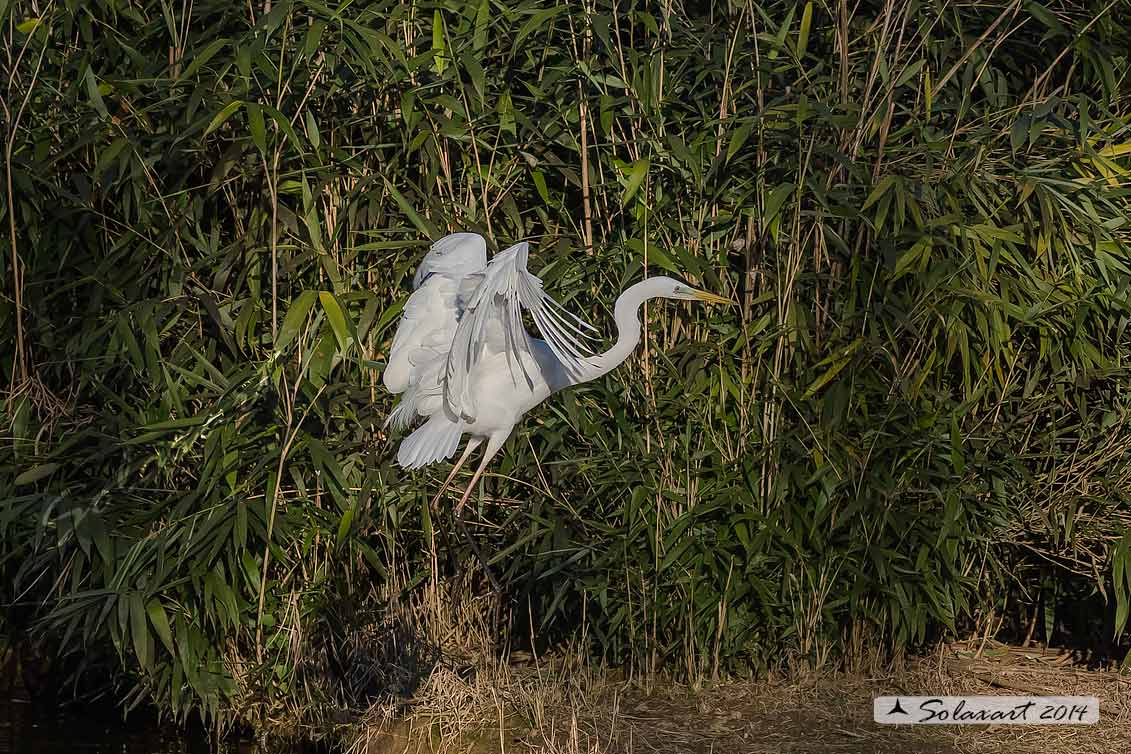 Ardea alba - Airone bianco maggiore - Great Egret