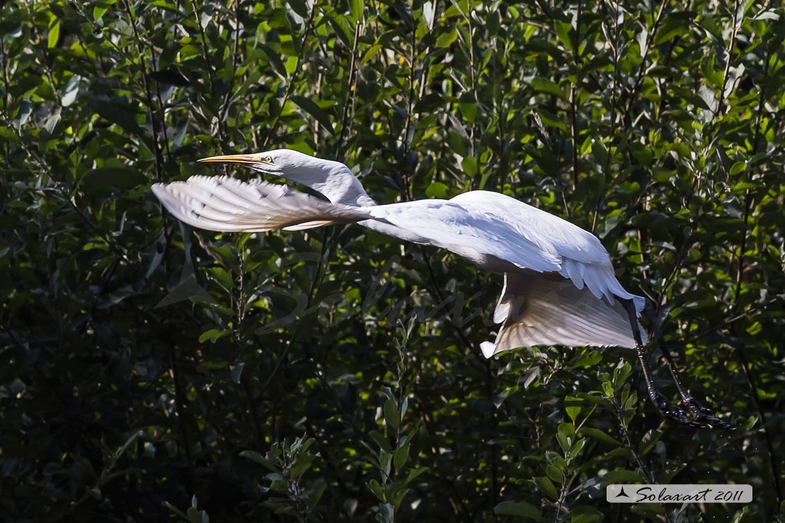 Ardea alba : Airone bianco maggiore; Great Egret