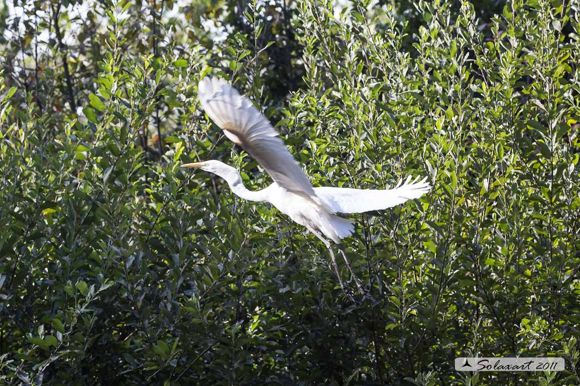 Ardea alba : Airone bianco maggiore; Great Egret