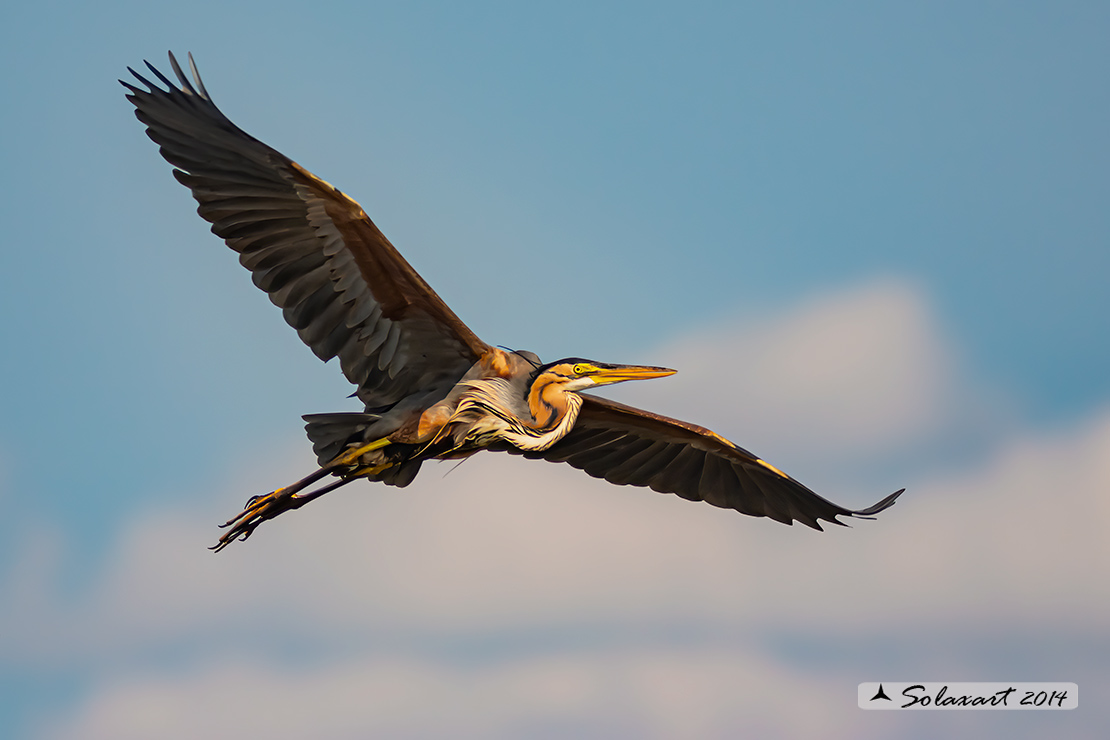 Ardea purpurea - Airone rosso - purple Heron