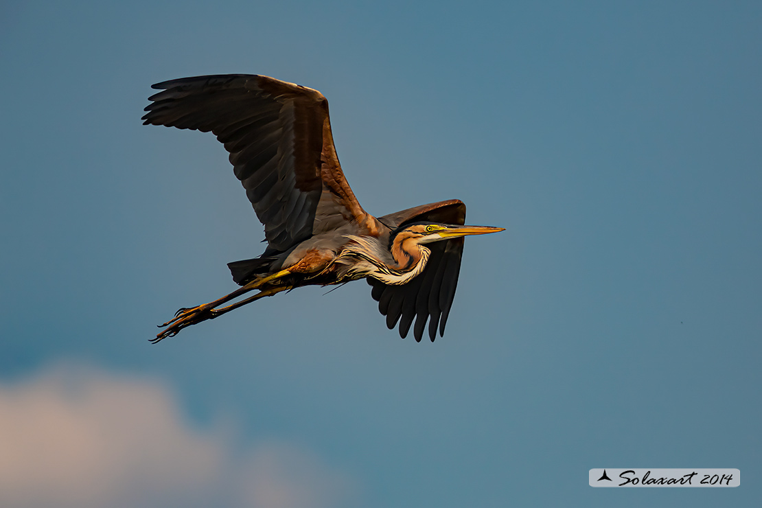 Ardea purpurea - Airone rosso - purple Heron