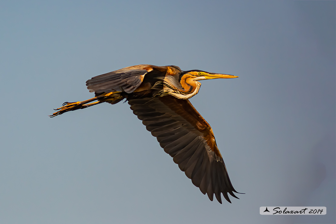 Ardea purpurea - Airone rosso - purple Heron