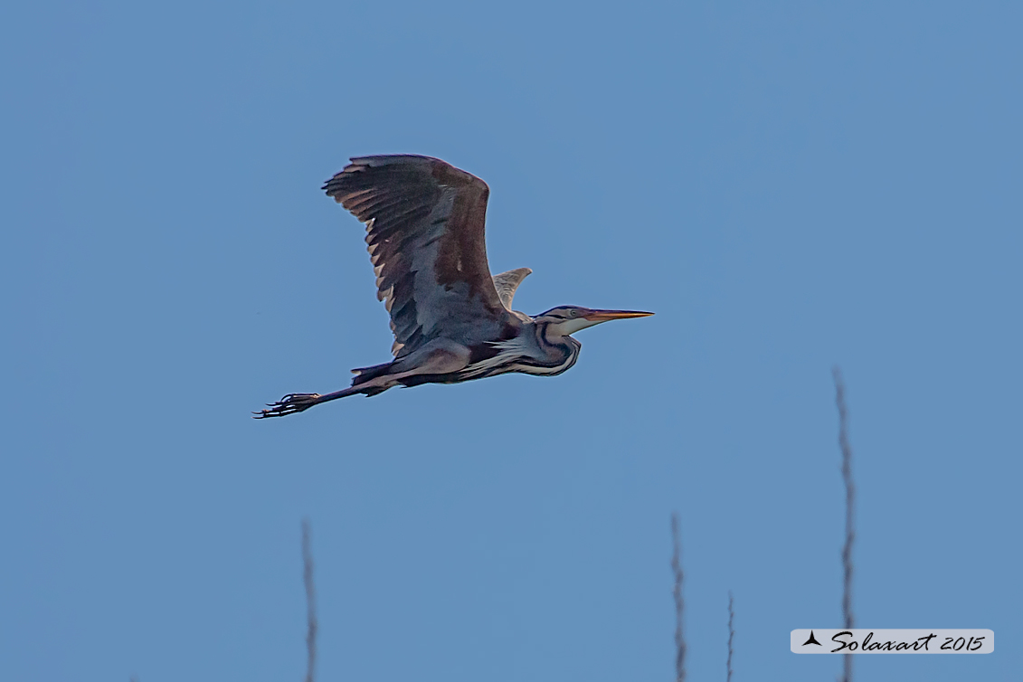 Ardea purpurea  -  Airone rosso  -  Purple Heron