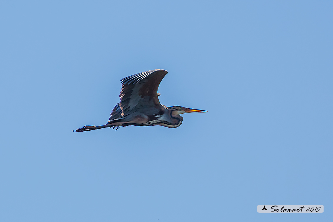 Ardea purpurea  -  Airone rosso  -  Purple Heron