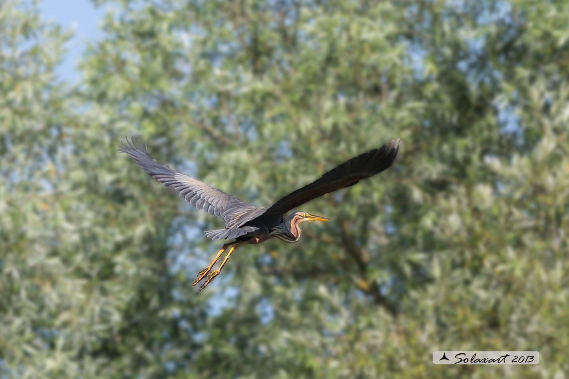 Ardea purpurea - Airone rosso - Purple Heron