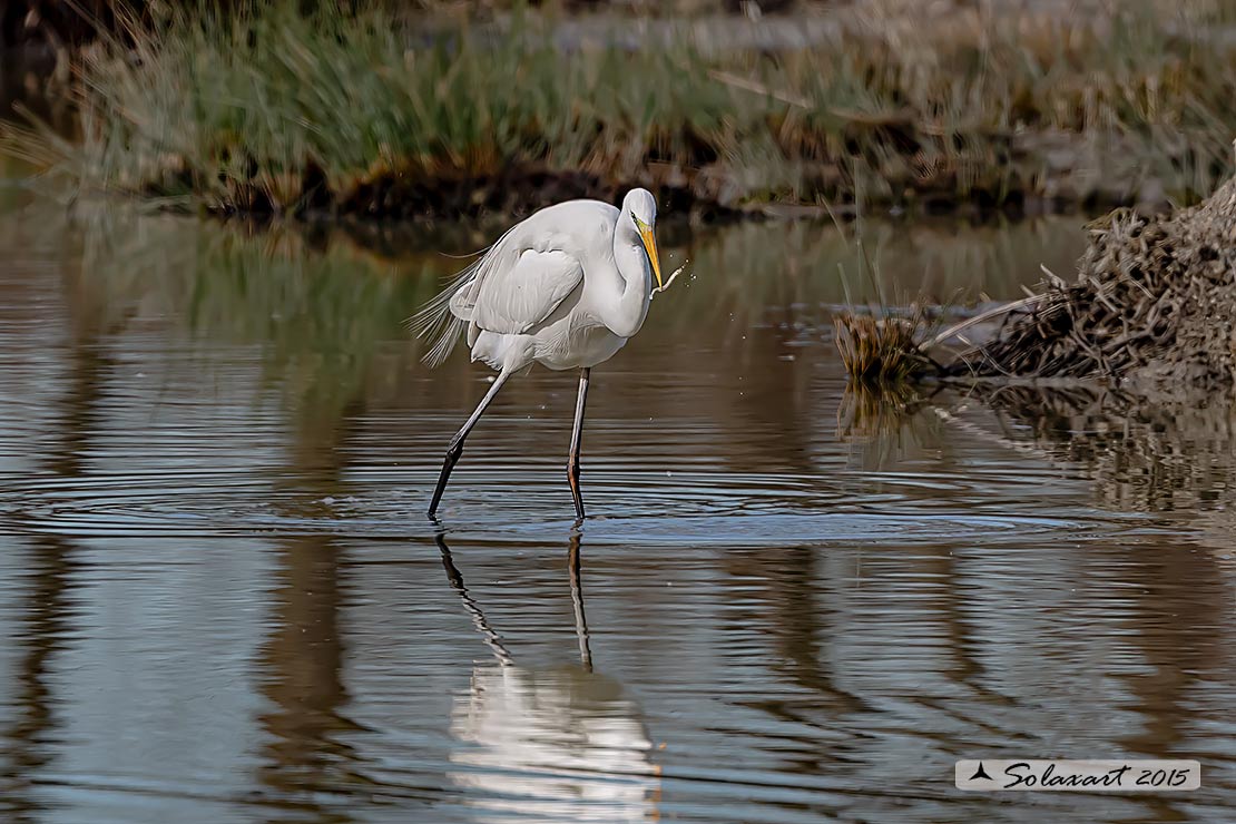 Ardea alba : Airone bianco maggiore; Great Egret