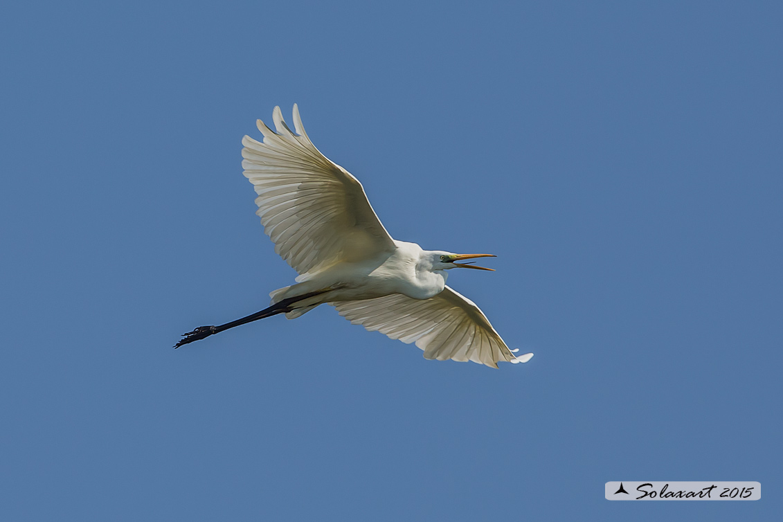 Ardea alba : Airone bianco maggiore; Great Egret