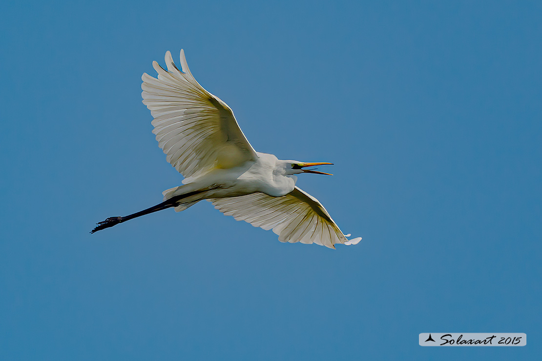 Ardea alba : Airone bianco maggiore; Great Egret