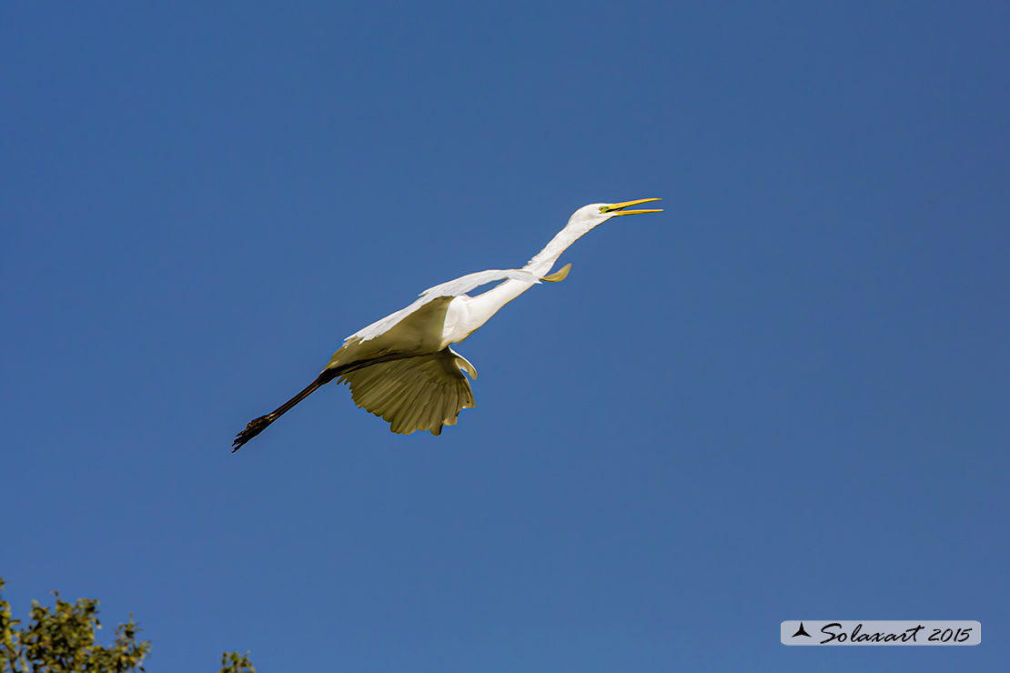 Ardea alba : Airone bianco maggiore; Great Egret