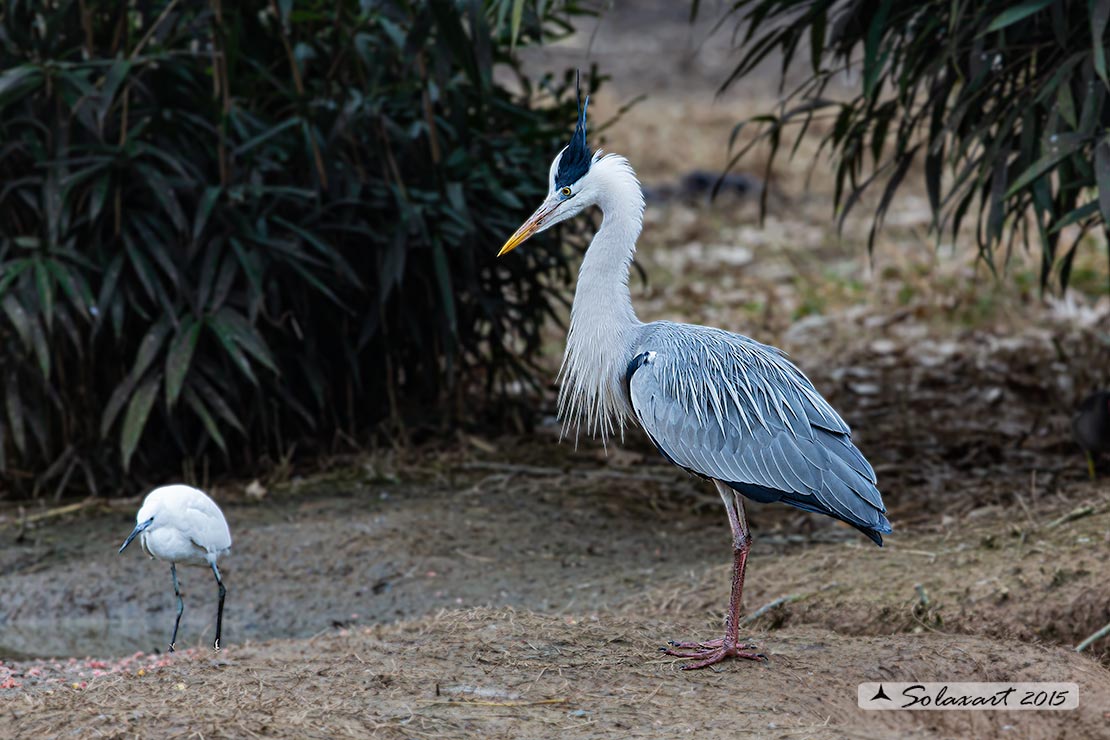 Ardea cinerea; Airone Cenerino; Grey Heron