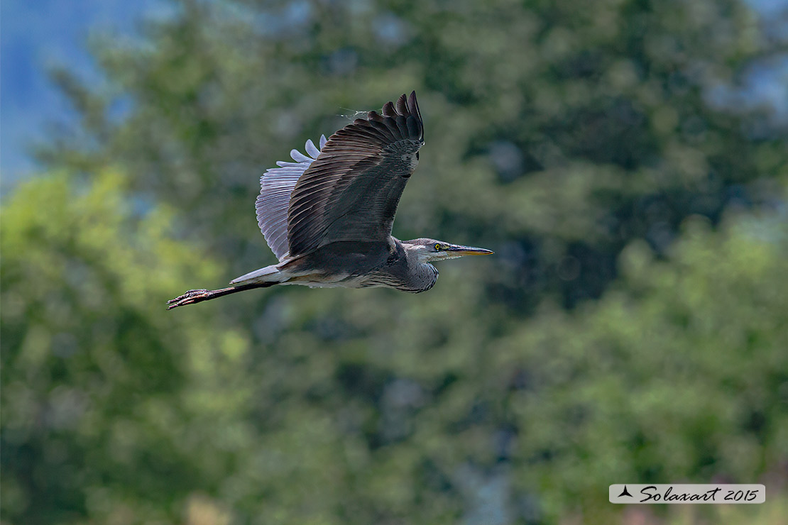 Ardea cinerea; Airone Cenerino; Grey Heron