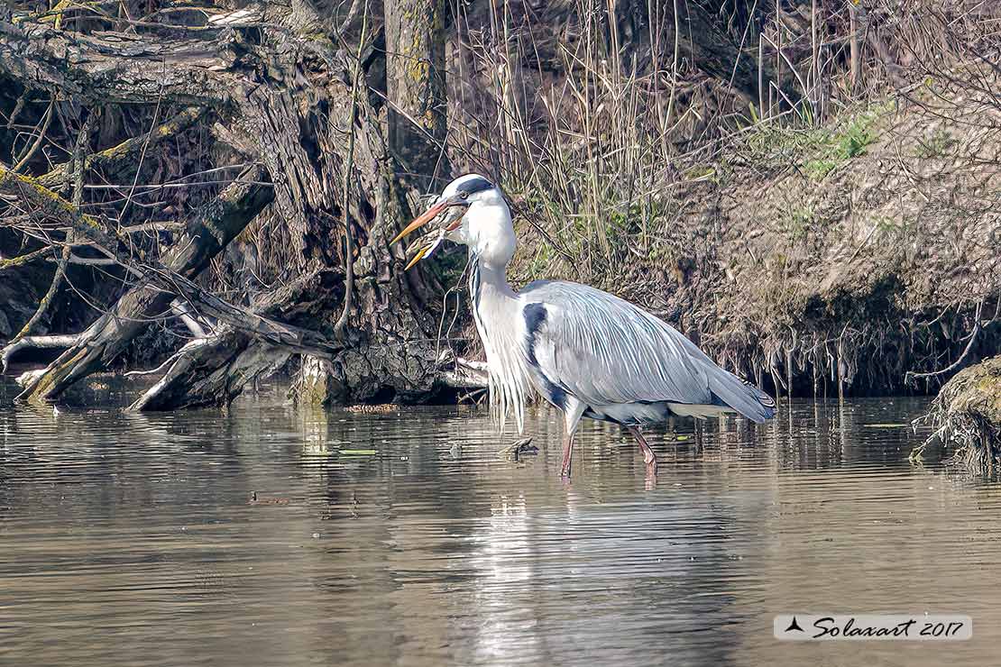 Ardea cinerea; Airone Cenerino; Grey Heron