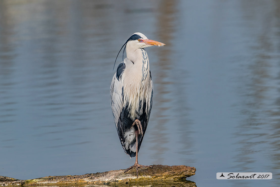 Ardea cinerea; Airone Cenerino; Grey Heron