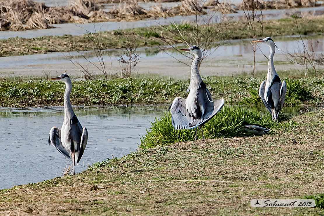 Ardea cinerea; Airone Cenerino; Grey Heron male