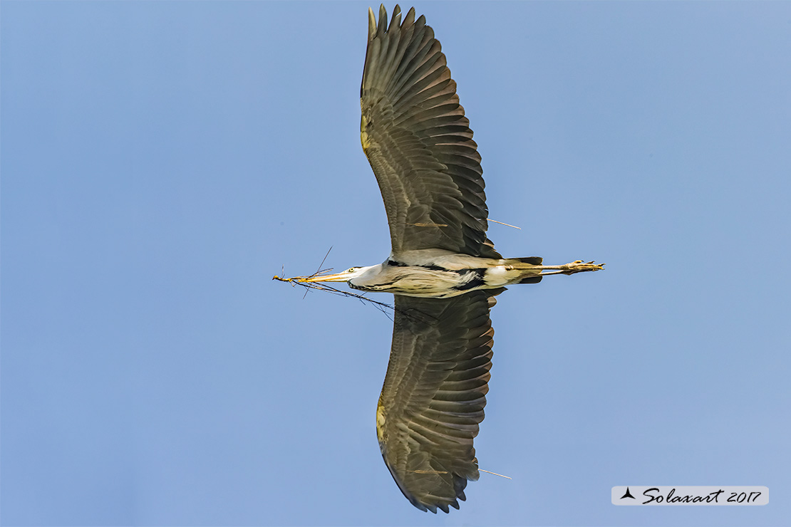 Ardea cinerea; Airone Cenerino; Grey Heron