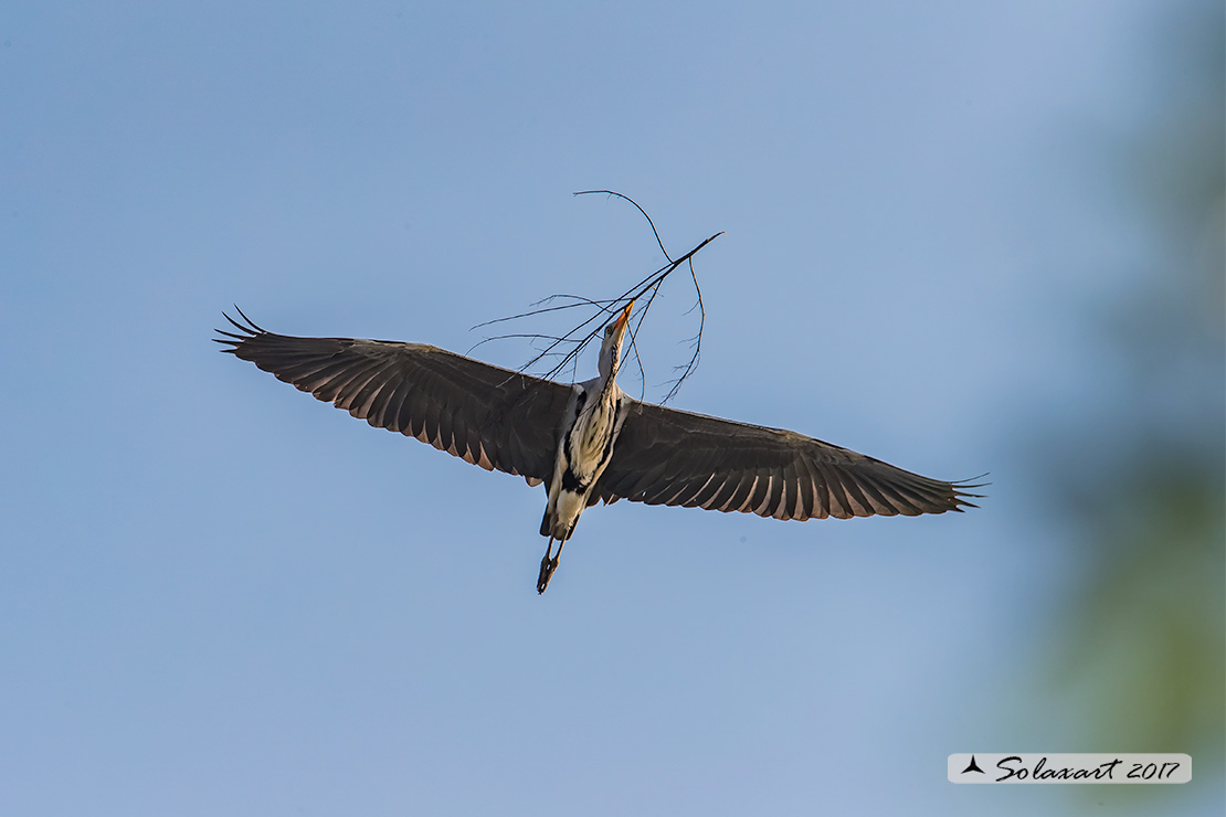 Ardea cinerea; Airone Cenerino; Grey Heron