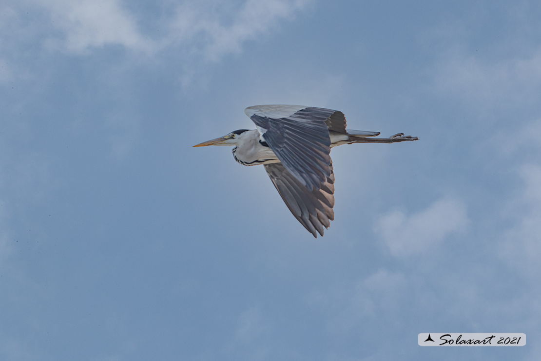 Ardea cinerea; Airone Cenerino; Grey Heron