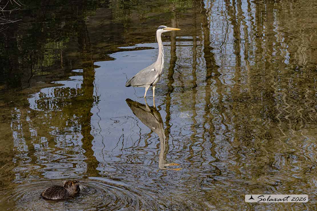 Ardea cinerea; Airone Cenerino; Grey Heron
