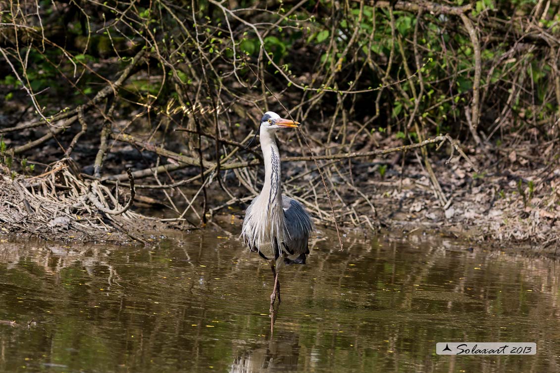 Ardea cinerea; Airone Cenerino; Grey Heron