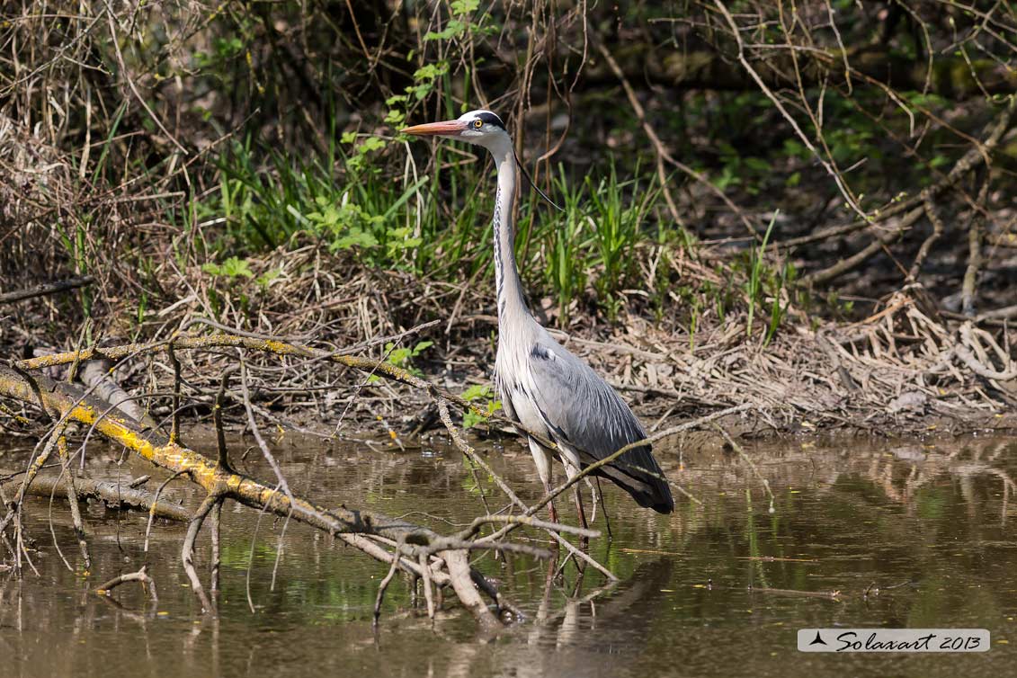 Ardea cinerea; Airone Cenerino; Grey Heron