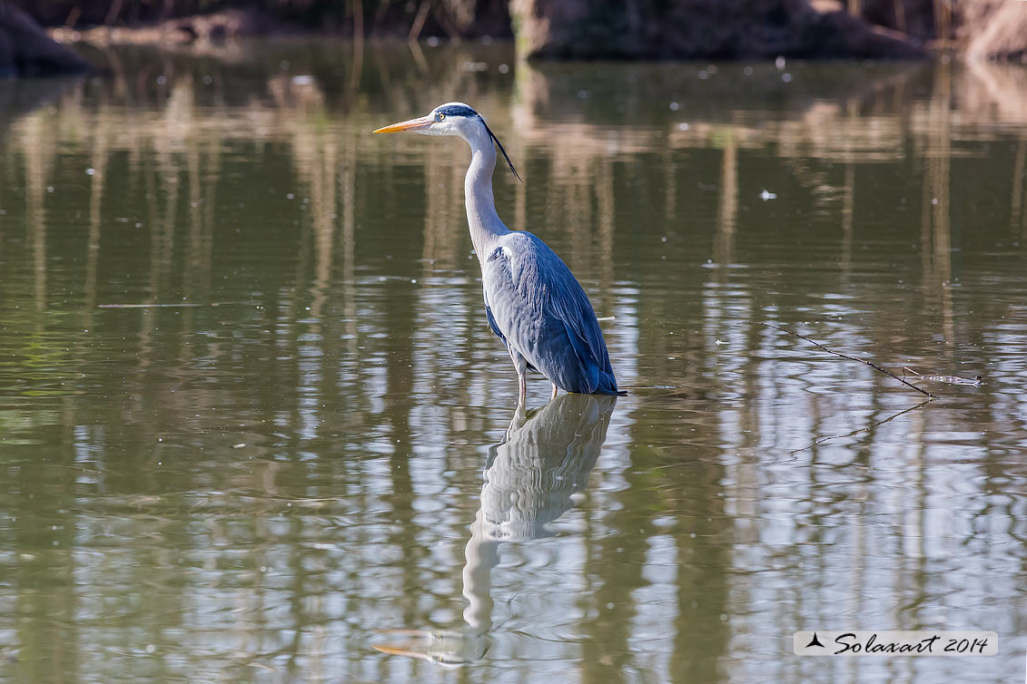 Ardea cinerea; Airone Cenerino; Grey Heron