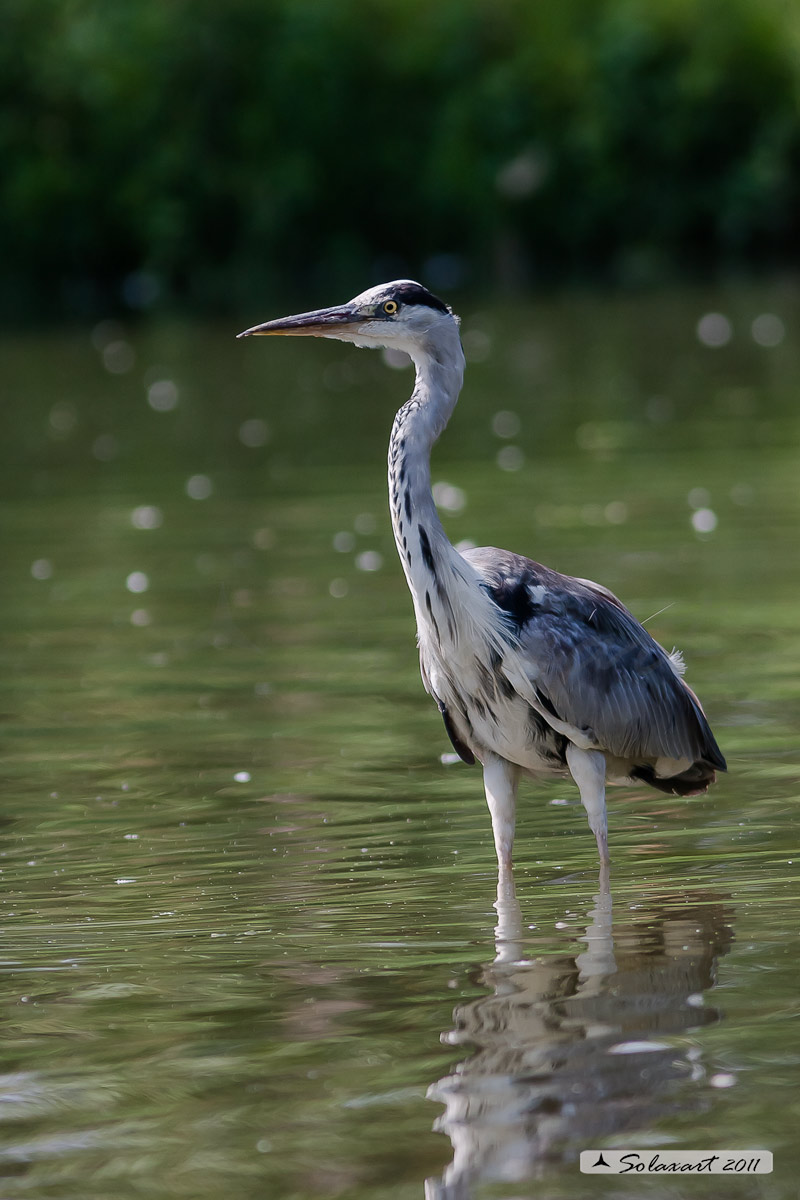 Ardea cinerea; Airone Cenerino; Grey Heron