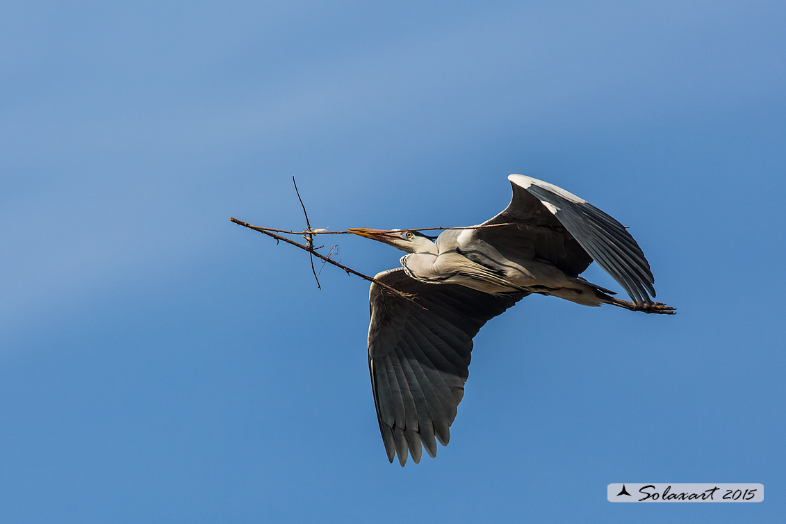 Ardea cinerea; Airone Cenerino; Grey Heron