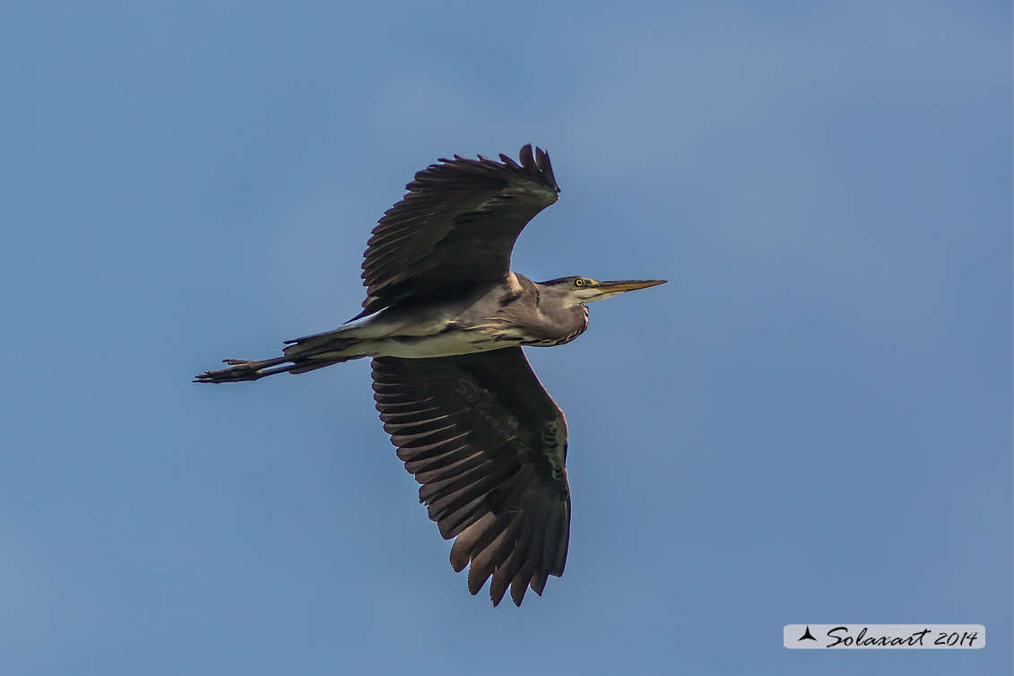 Ardea cinerea; Airone Cenerino; Grey Heron