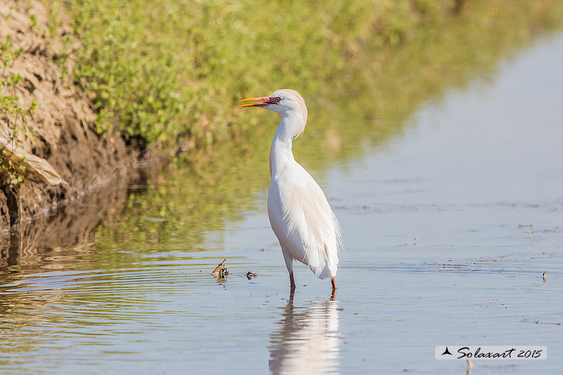 Bubulcus ibis: Airone guardabuoi; Cattle Egret