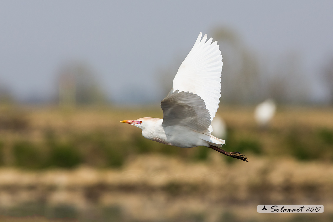 Bubulcus ibis: Airone guardabuoi; Cattle Egret