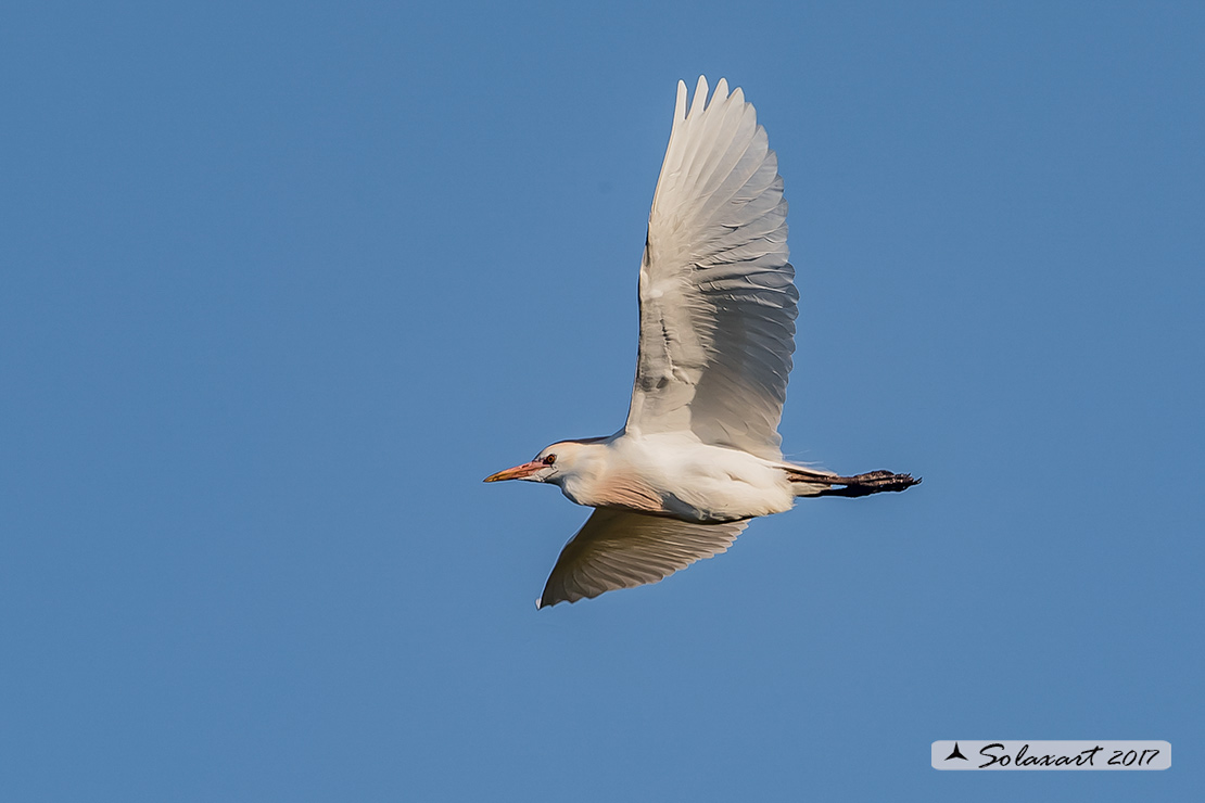 Bubulcus ibis: Airone guardabuoi; Cattle Egret