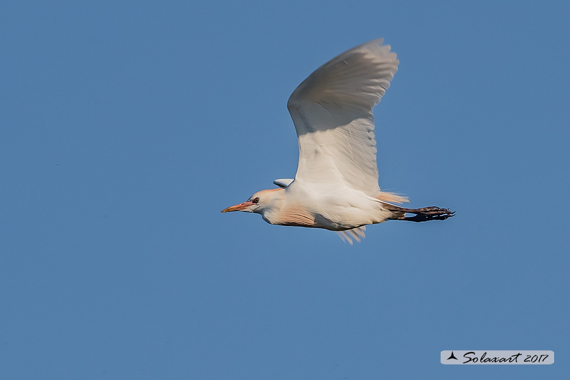 Bubulcus ibis: Airone guardabuoi; Cattle Egret