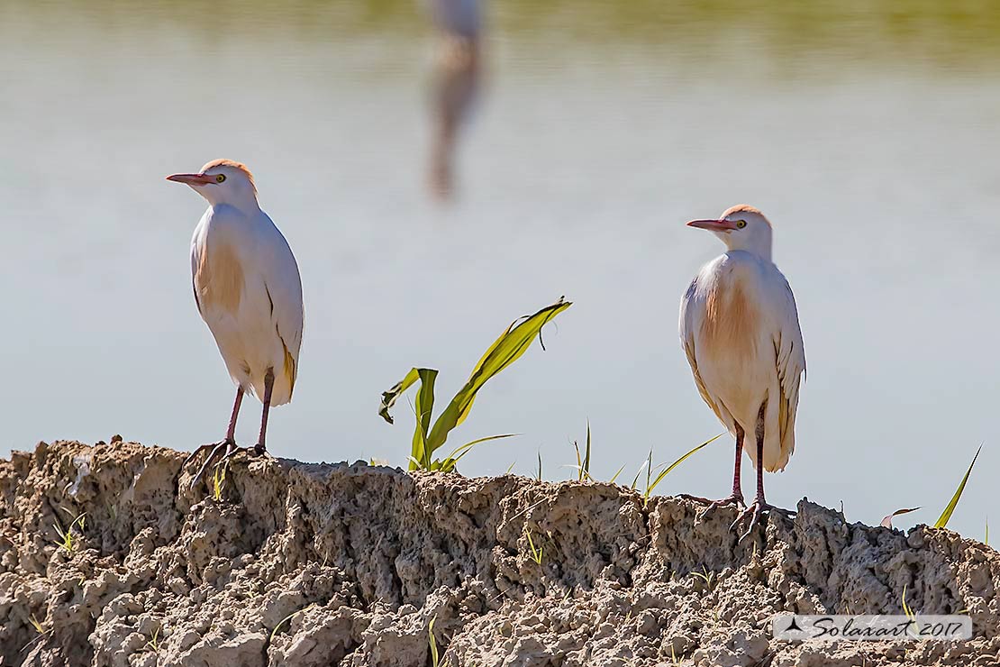 Bubulcus ibis: Airone guardabuoi; Cattle Egret