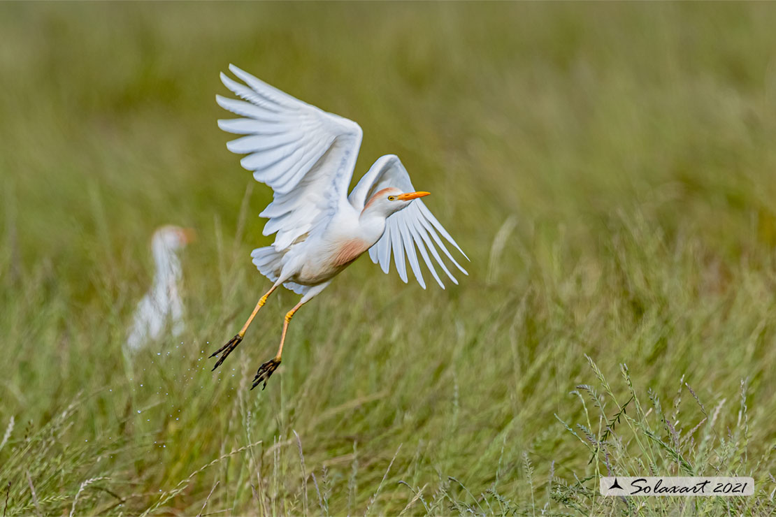 Bubulcus ibis: Airone guardabuoi; Cattle Egret