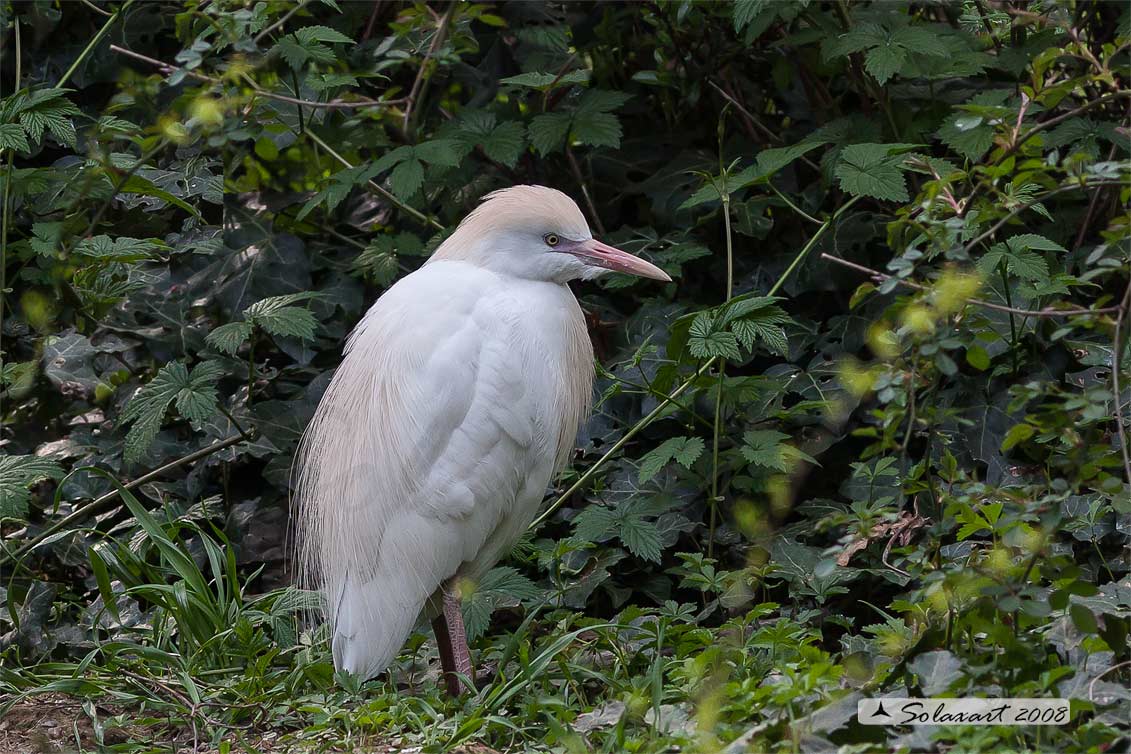 Bubulcus ibis: Airone guardabuoi; Cattle Egret