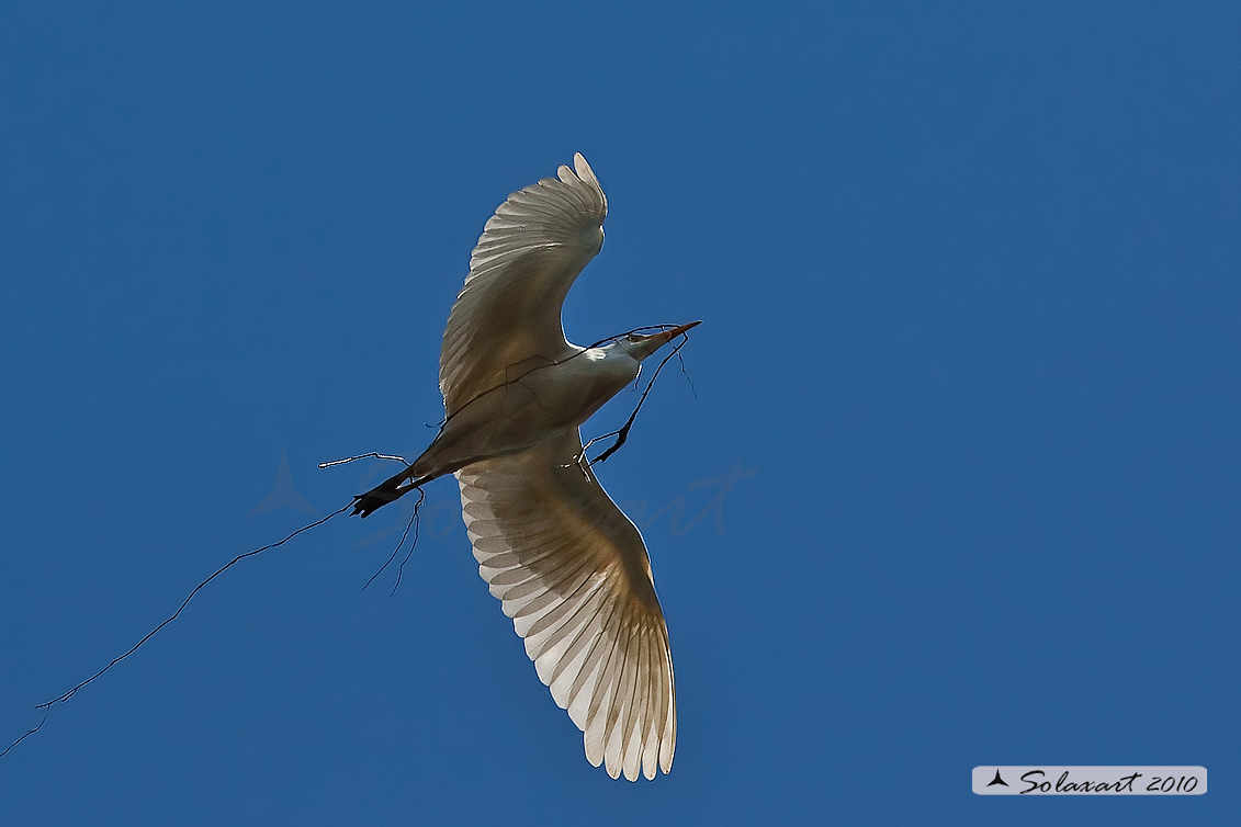 Bubulcus ibis: Airone guardabuoi; Cattle Egret