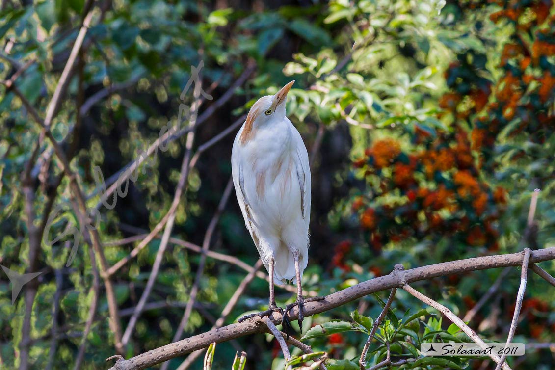 Bubulcus ibis: Airone guardabuoi; Cattle Egret