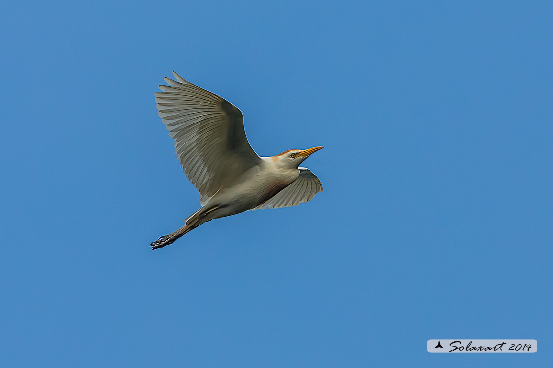 Bubulcus ibis: Airone guardabuoi; Cattle Egret