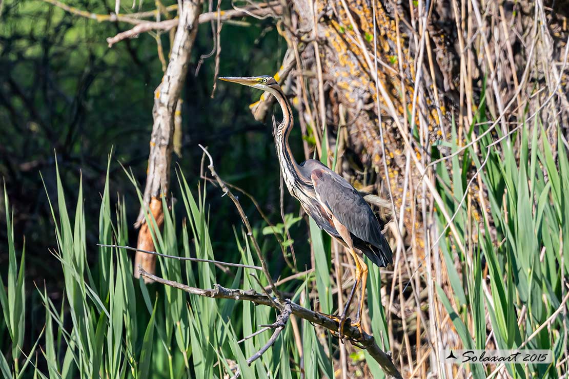 Ardea purpurea  -  Airone rosso  -  Purple Heron