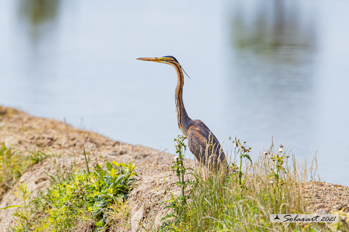 Ardea purpurea  -  Airone rosso  -  Purple Heron