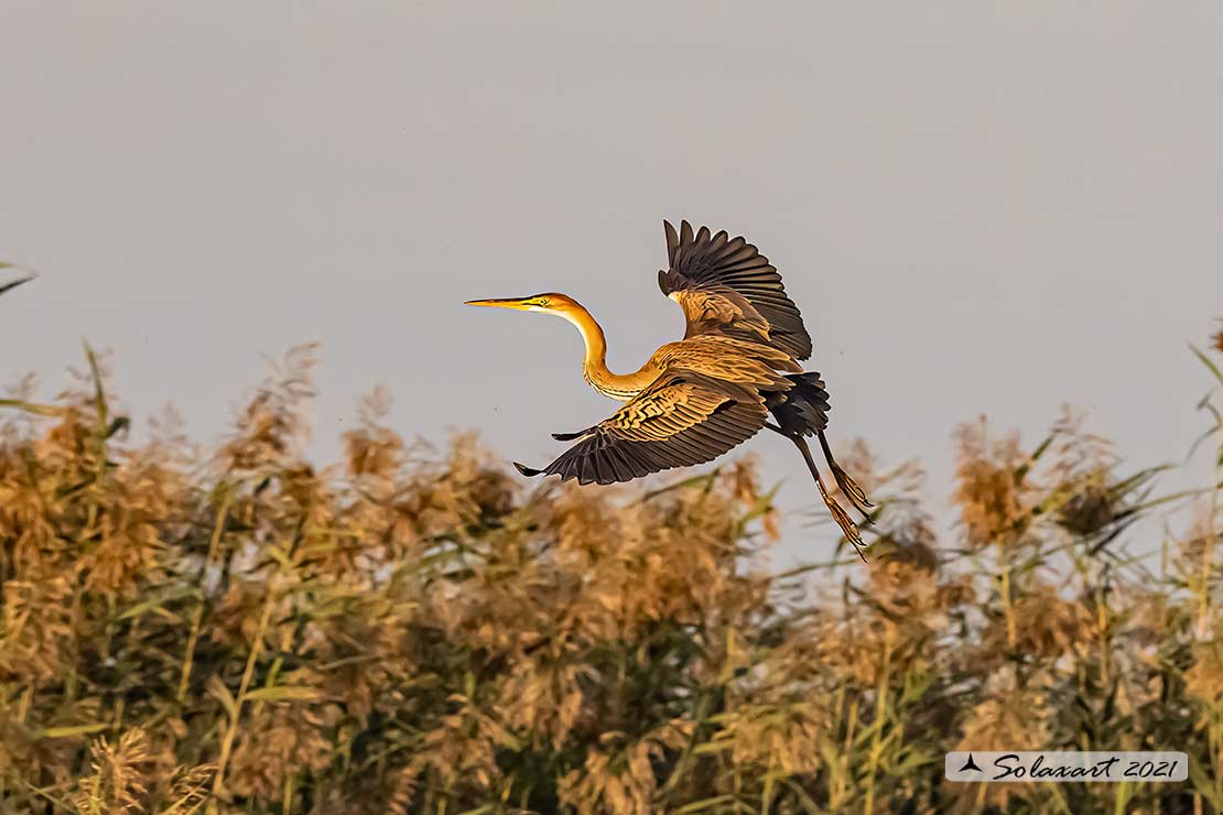 Ardea purpurea - Airone rosso - Purple Heron